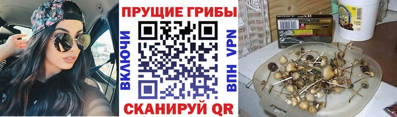 Купить  Холм  Галлюциногенные грибы Magic Shrooms 